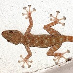 Un Gecko  nous a rendu visite. ?מי מכיר את השממית שעל הקיר